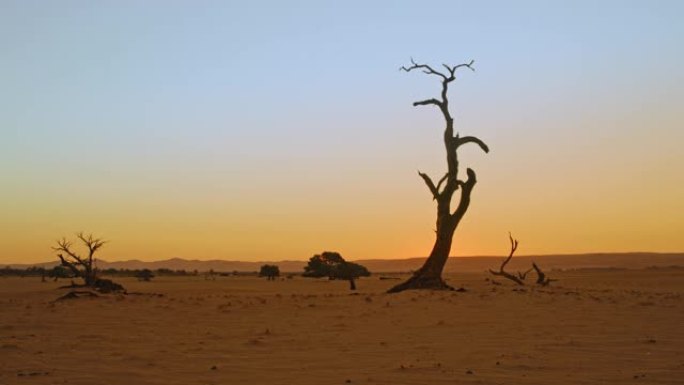 WS剪影Deadvlei树木在日落时分广阔的宁静沙漠中，纳米比亚，非洲