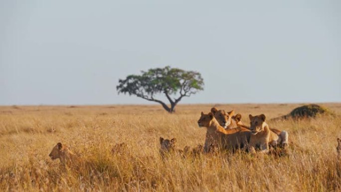 狮子的骄傲在野生动物保护区阳光明媚的草地上休息