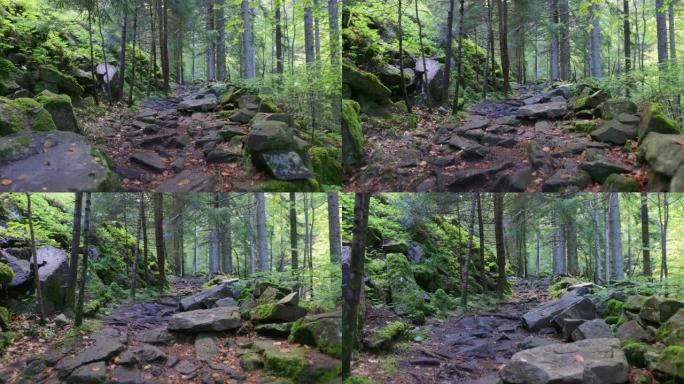 摄像机沿着神奇森林中的岩石路径移动。茂密的绿色植被和长满苔藓的石头。在森林里徒步旅行。万向节射击，4