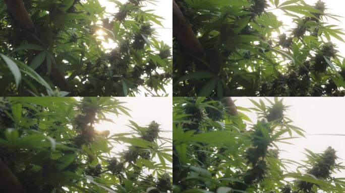 大麻植物阳光穿透