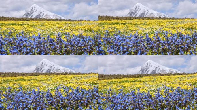 川西的雪山花草野花小花森林山涧