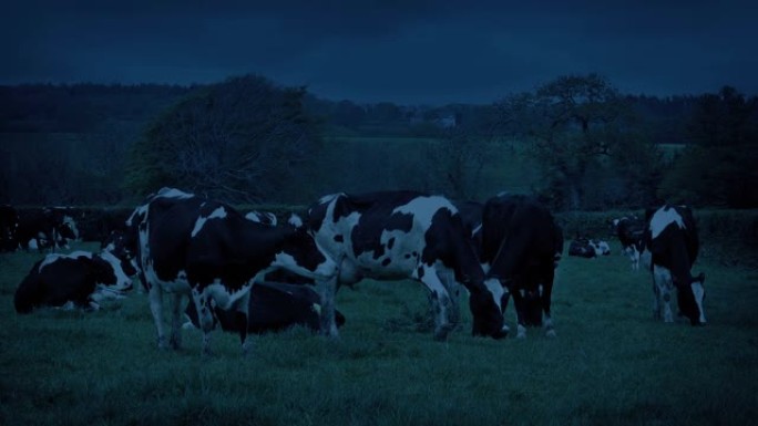 晚上在田间放牧的奶牛