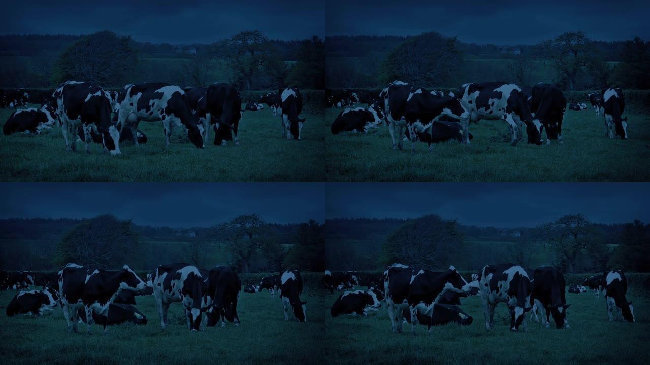 晚上在田间放牧的奶牛