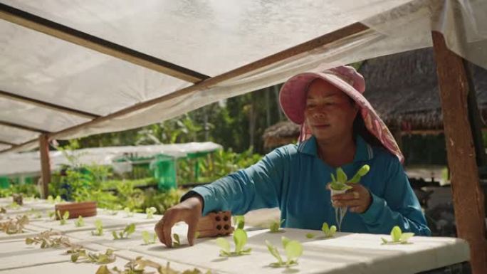 女农民在水培农场种植生菜