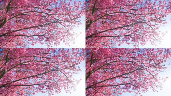 雄伟盛开的樱桃树立春立夏唯美空镜