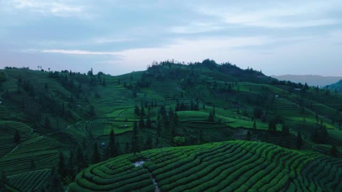 四川春山美丽的绿茶场中国空中自然景观4k剪辑