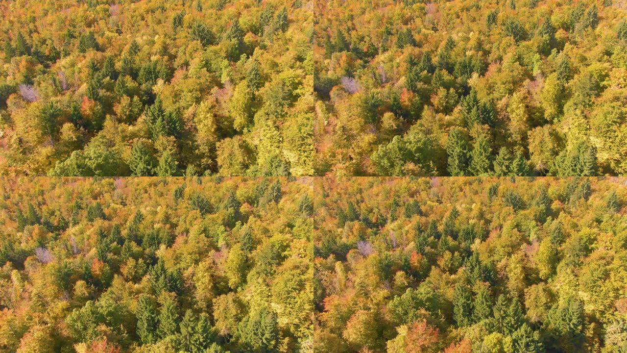 空中郁郁葱葱的秋天彩色树木覆盖了斯洛文尼亚偏远地区的风景