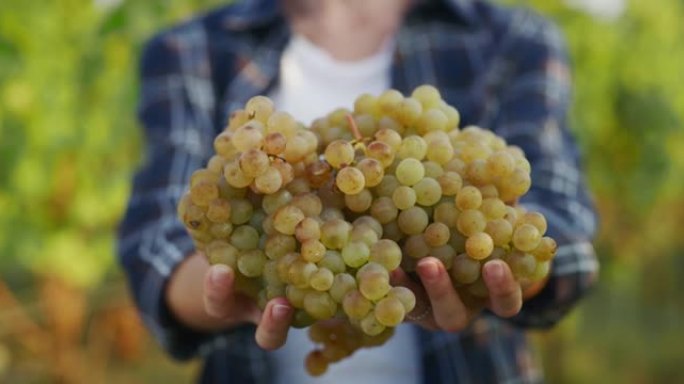 快乐的女农民或酿酒师的真实特写镜头显示，在葡萄园收获季节的那一刻，一堆成熟的葡萄被采摘，并在相机中微