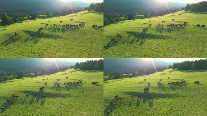 空中: 田园诗般的金色阳光照耀着一大群棕色马。