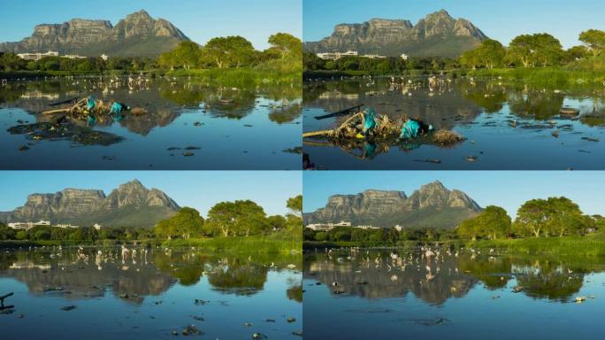 水污染。在南非以桌山为背景的可怕的塑料污染水道中，火烈鸟的空中缩放