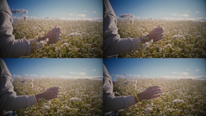 女人触摸开花的荞麦植物生长在阳光明媚的农村田野