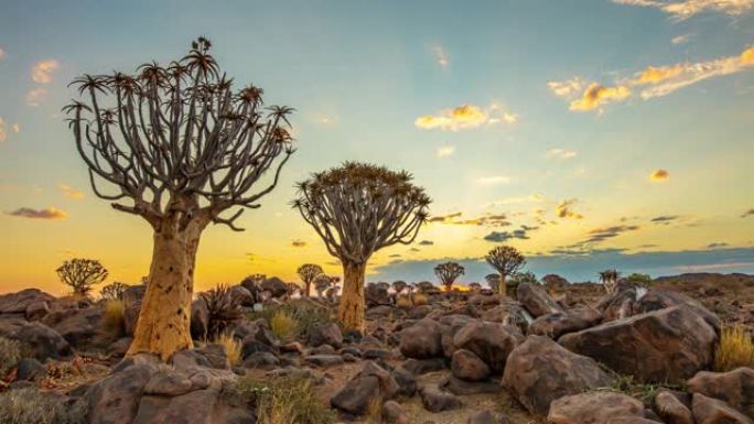 非洲纳米比亚日落时分宁静箭袋森林