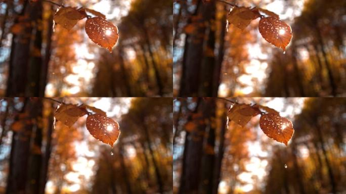 超级SLO MO水滴在晴朗的日子从秋天的叶子上掉下来