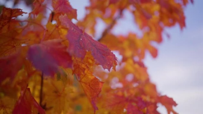 秋天枫叶上的晨露秋叶秋季红叶