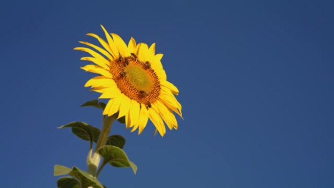 蜜蜂在阳光明媚的蓝天下授粉充满活力的黄色向日葵