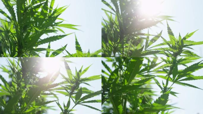 特写: 明亮的春天阳光照在摇曳的药用大麻植物上。