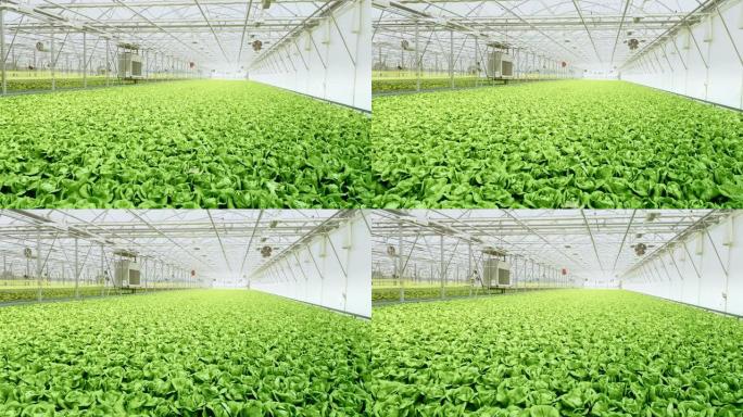 用于种植生菜的大型温室的航拍