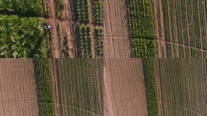 一个非洲黑人农民用数字平板电脑监视玉米和蔬菜作物的高空中缩小视图