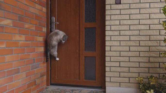 SLO MO Cat跳上门把手进入房屋