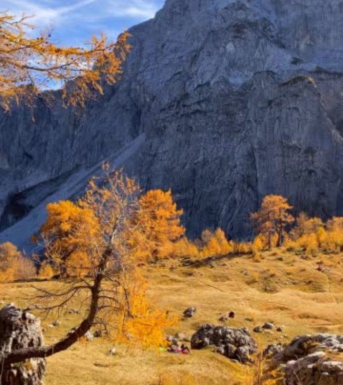秋天美妙的金色落叶松树，背景中的岩山墙