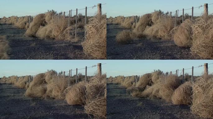 阿根廷巴塔哥尼亚的铁丝网上的干风滚草。