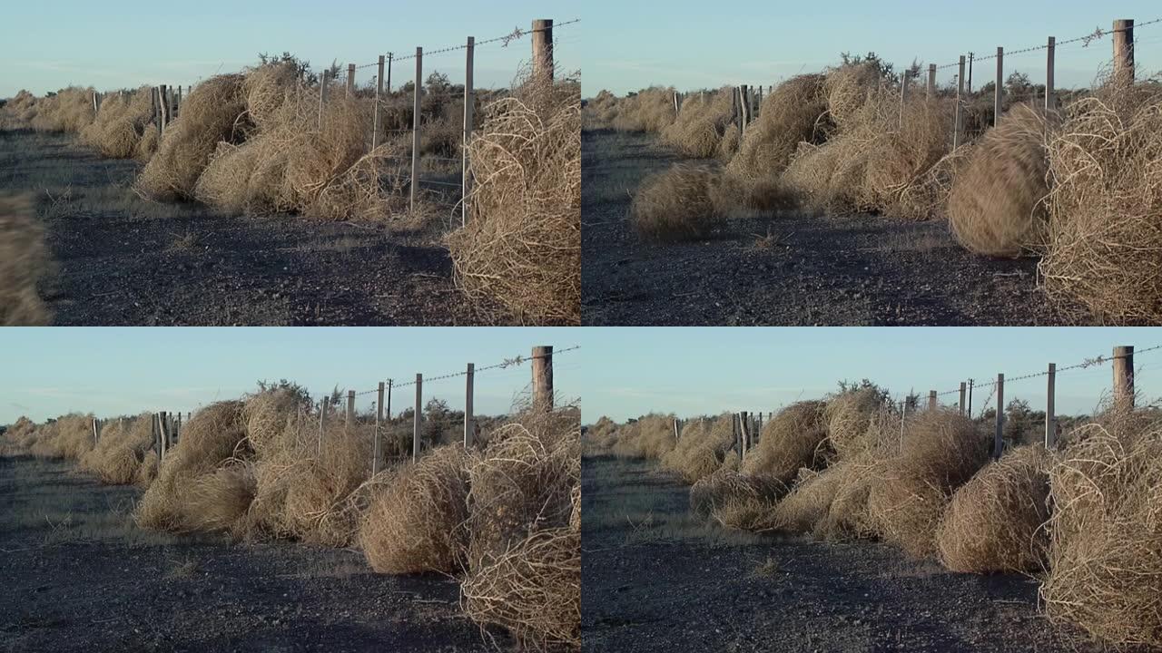 阿根廷巴塔哥尼亚的铁丝网上的干风滚草。