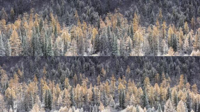 深秋的雪让五颜六色的森林非常梦幻