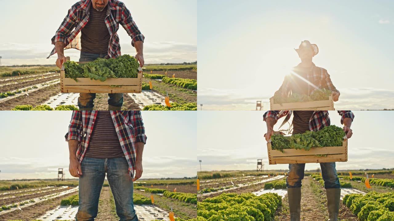 SLO MO Farmer捡起装满新鲜收获的生菜的板条箱，并将其运送到田间