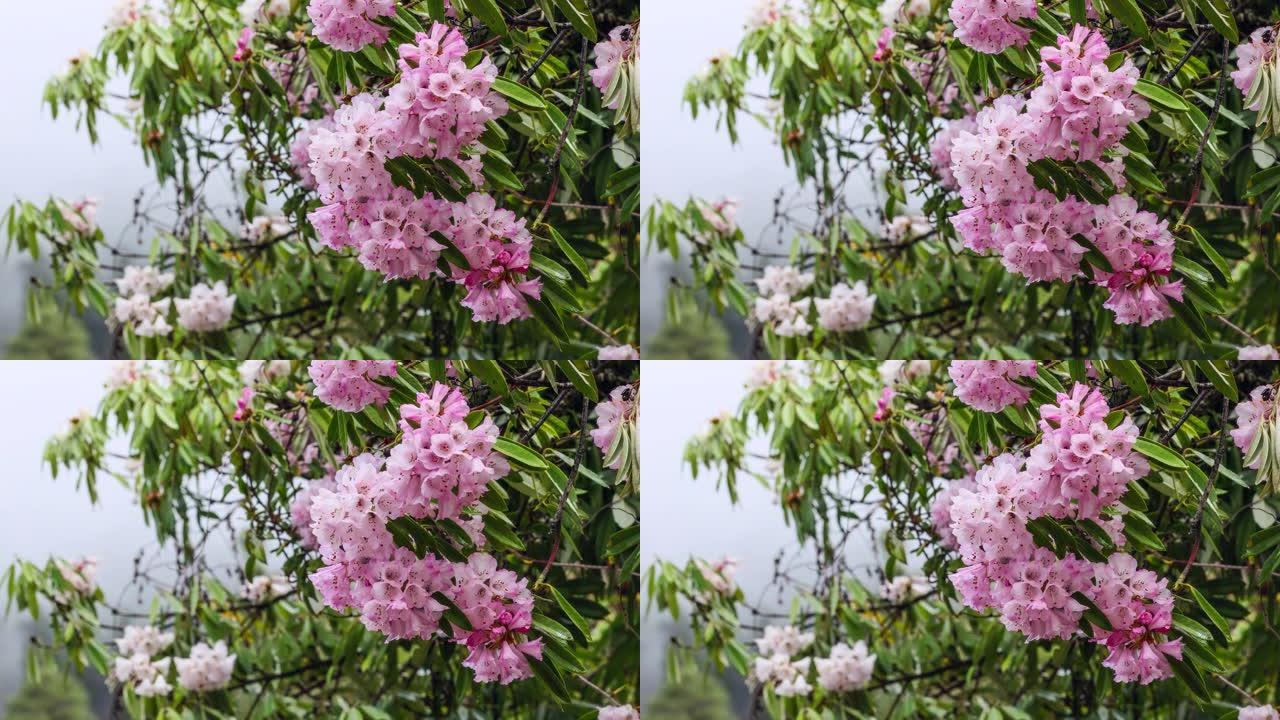 西藏林芝春季盛开粉红色杜鹃花