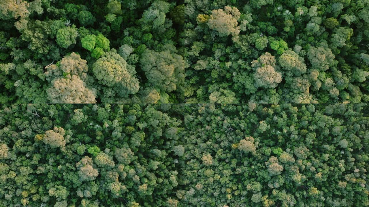 空中缩小美丽的亚热带温带雨林。气候变化