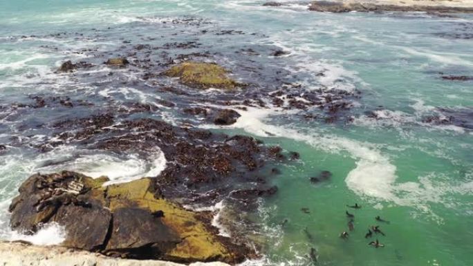 WS鸟瞰图棕色海狗在阳光明媚的大西洋，纳米比亚，非洲