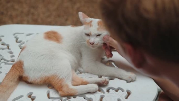 猫喜欢和主人拥抱猫喜欢和主人拥抱