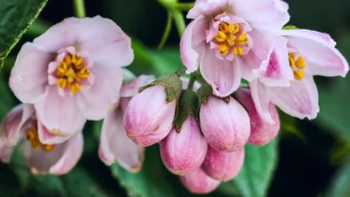 青藏高原的德国有粉红色的花朵