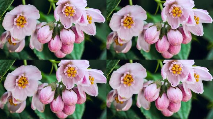 青藏高原的德国有粉红色的花朵