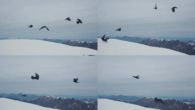 黑鸟飞越雪山4k分辨率、山、白雪皑皑的山