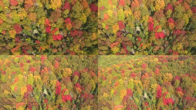 空中: 无尽的秋天落叶林覆盖了缅因州的荒野。