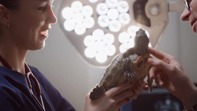 兽医仔细检查宠物乌龟的头部和皮肤。第二个兽医抱着抚摸让乌龟平静下来。在现代兽医诊所工作