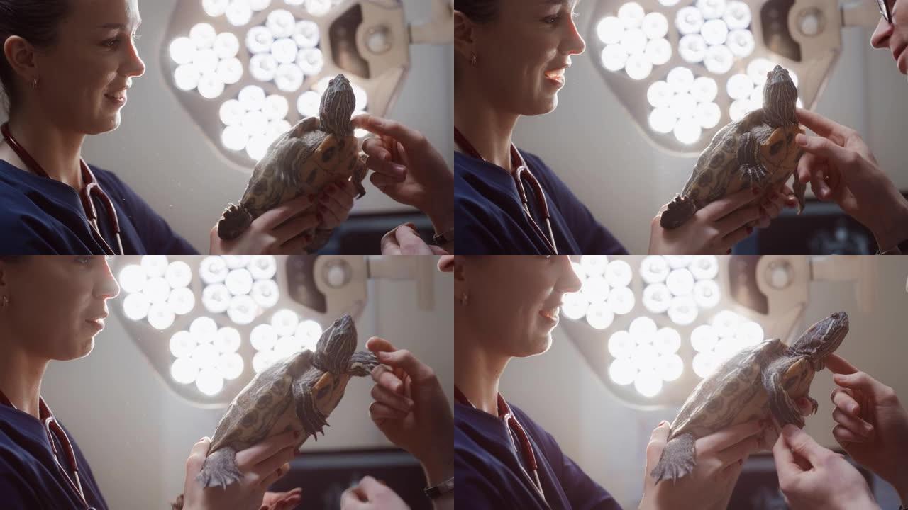 兽医仔细检查宠物乌龟的头部和皮肤。第二个兽医抱着抚摸让乌龟平静下来。在现代兽医诊所工作
