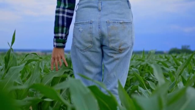 带着工作服的农夫妇女走过一个农业玉米田，边走边摸植物的叶子，屁股上有污垢