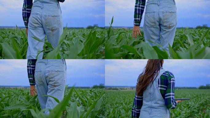 带着工作服的农夫妇女走过一个农业玉米田，边走边摸植物的叶子，屁股上有污垢