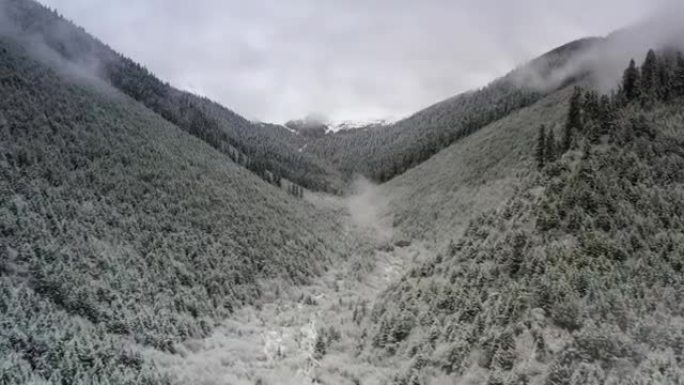 整夜下雪了，森林变成了白色和雾蒙蒙的