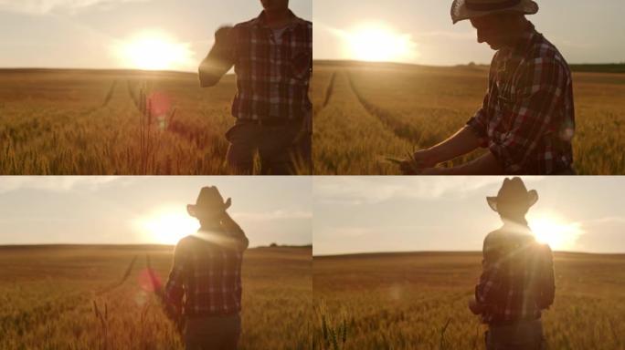 日落时成熟麦田里的SLO MO农民