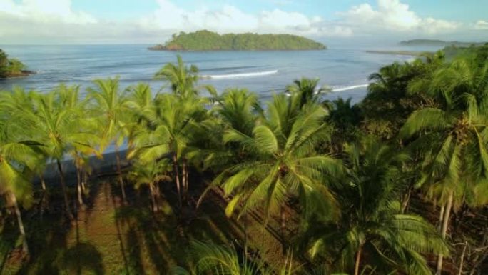 空中: 热带海岸线上的椰子树，露出海浪