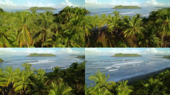 空中: 热带海岸线上的椰子树，露出海浪