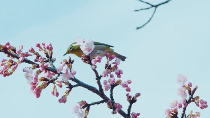 从樱花中吸食花蜜的白眼