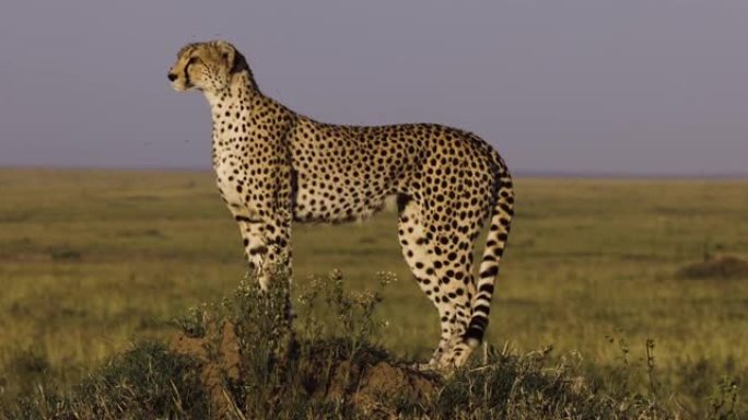 美丽的近景雌性猎豹站在白蚁丘上观察非洲大草原的猎物