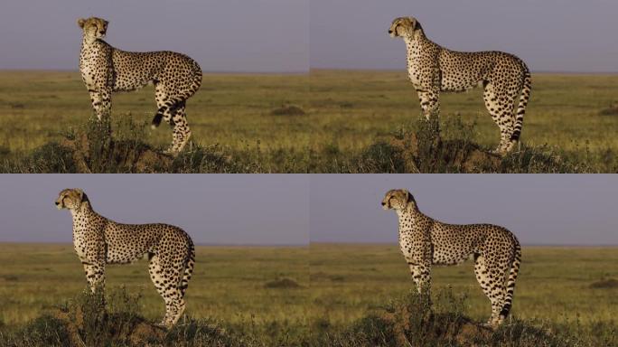 美丽的近景雌性猎豹站在白蚁丘上观察非洲大草原的猎物
