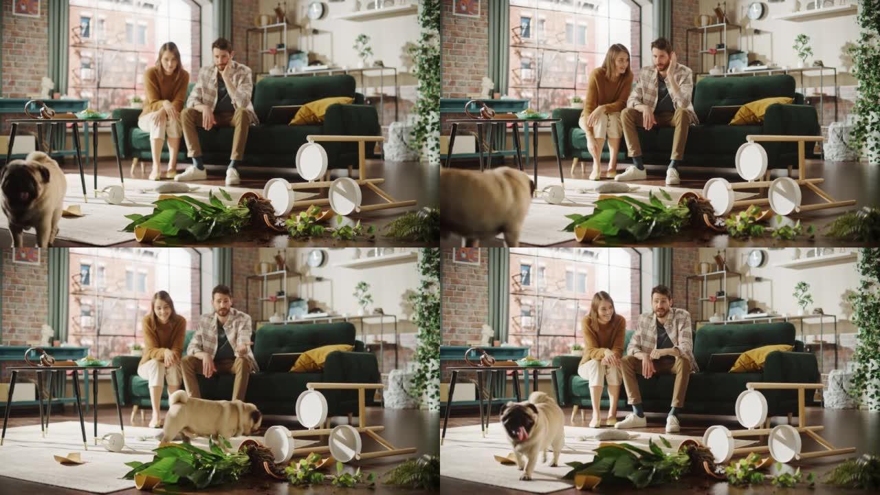 搞笑时刻:哈巴狗把盆栽花打翻，把整个公寓弄得一团糟，然后跑掉了。一对夫妇坐在沙发上，脸上带着难以置信
