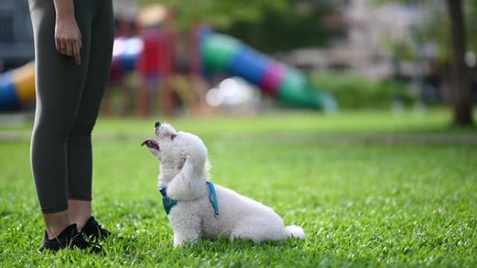 一名亚洲华裔少女在公园早晨与她的狗玩具贵宾犬保持联系，同时慢跑服从训练