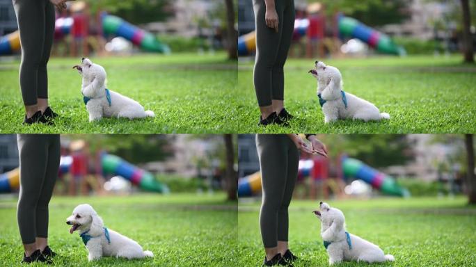 一名亚洲华裔少女在公园早晨与她的狗玩具贵宾犬保持联系，同时慢跑服从训练